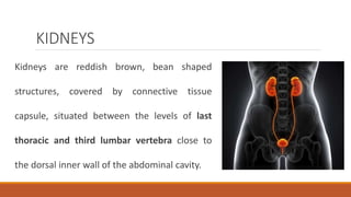 KIDNEYS
Kidneys are reddish brown, bean shaped
structures, covered by connective tissue
capsule, situated between the levels of last
thoracic and third lumbar vertebra close to
the dorsal inner wall of the abdominal cavity.
 