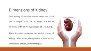 Dimensions of Kidney
Each kidney of an adult human measures 10-13
cm in length, 5-7.5 cm in width, 2-3 cm in
thickness with an average weight of 120- 170 g.
There is a depression on the medial border of
kidney called hilum, through which renal artery,
renal veins, nerves, and ureters pass
 