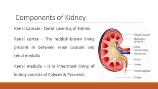 Components of Kidney
Renal Capsule - Outer covering of Kidney
Renal cortex - The reddish-brown lining
present in between renal capsule and
renal medulla
Renal medulla - It is innermost lining of
kidney consists of Calyces & Pyramids
 