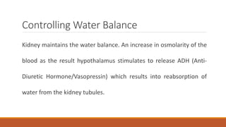 Controlling Water Balance
Kidney maintains the water balance. An increase in osmolarity of the
blood as the result hypothalamus stimulates to release ADH (Anti-
Diuretic Hormone/Vasopressin) which results into reabsorption of
water from the kidney tubules.
 