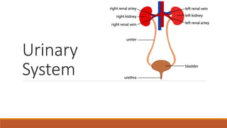 Urinary
System
 
