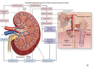 anatomical structures of Urinary System.ppt