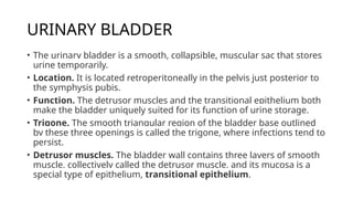 URINARY BLADDER
• The urinary bladder is a smooth, collapsible, muscular sac that stores
urine temporarily.
• Location. It is located retroperitoneally in the pelvis just posterior to
the symphysis pubis.
• Function. The detrusor muscles and the transitional epithelium both
make the bladder uniquely suited for its function of urine storage.
• Trigone. The smooth triangular region of the bladder base outlined
by these three openings is called the trigone, where infections tend to
persist.
• Detrusor muscles. The bladder wall contains three layers of smooth
muscle, collectively called the detrusor muscle, and its mucosa is a
special type of epithelium, transitional epithelium.
 