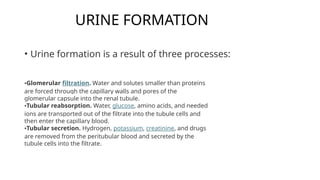 URINE FORMATION
• Urine formation is a result of three processes:
•Glomerular filtration. Water and solutes smaller than proteins
are forced through the capillary walls and pores of the
glomerular capsule into the renal tubule.
•Tubular reabsorption. Water, glucose, amino acids, and needed
ions are transported out of the filtrate into the tubule cells and
then enter the capillary blood.
•Tubular secretion. Hydrogen, potassium, creatinine, and drugs
are removed from the peritubular blood and secreted by the
tubule cells into the filtrate.
 
