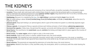 THE KIDNEYS
• The kidneys, which maintain the purity and constancy of our internal fluids, are perfect examples of homeostatic organs.
• Location. These small, dark red organs with a kidney-bean shape lie against the dorsal body wall in a retroperitoneal
position (beneath the parietal peritoneum) in the superior lumbar region; they extend from the T12 to the L3 vertebra, thus
they receive protection from the lower part of the rib cage.
• Positioning. Because it is crowded by the liver, the right kidney is positioned slightly lower than the left.
• Size. An adult kidney is about 12 cm (5 inches) long, 6 cm (2.5 inches) wide, and 3 cm (1 inch) thick, about the size of a
large bar of soap.
• Adrenal gland. Atop each kidney is an adrenal gland, which is part of the endocrine system is a distinctly separate organ
functionally.
• Fibrous capsule. A transparent fibrous capsule encloses each kidney and gives a fresh kidney a glistening appearance.
• Perirenal fat capsule. A fatty mass, the perirenal fat capsule, surrounds each kidney and acts to cushion it against blows.
• Renal fascia. The renal fascia, the outermost capsule, anchors the kidney and helps hold it in place against the muscles of
the trunk wall.
• Renal cortex. The outer region, which is light in color, is the renal cortex.
• Renal medulla. Deep to the cortex is a darker, reddish-brown area, the renal medulla.
• Renal pyramids. The medulla has many basically triangular regions with a striped appearance, the renal, or medullary
pyramids; the broader base of each pyramid faces toward the cortex while its tip, the apex, points toward the inner region of
the kidney.
• Renal columns. The pyramids are separated by extensions of cortex-like tissue, the renal columns.
• Renal pelvis. Medial to the hilum is a flat, basinlike cavity, the renal pelvis, which is continuous with the ureter leaving the
hilum.
 