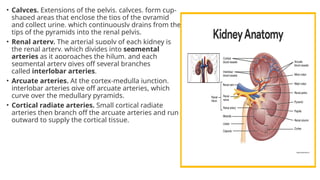 • Calyces. Extensions of the pelvis, calyces, form cup-
shaped areas that enclose the tips of the pyramid
and collect urine, which continuously drains from the
tips of the pyramids into the renal pelvis.
• Renal artery. The arterial supply of each kidney is
the renal artery, which divides into segmental
arteries as it approaches the hilum, and each
segmental artery gives off several branches
called interlobar arteries.
• Arcuate arteries. At the cortex-medulla junction,
interlobar arteries give off arcuate arteries, which
curve over the medullary pyramids.
• Cortical radiate arteries. Small cortical radiate
arteries then branch off the arcuate arteries and run
outward to supply the cortical tissue.
 