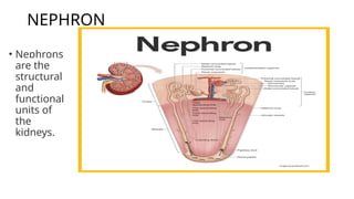 NEPHRON
• Nephrons
are the
structural
and
functional
units of
the
kidneys.
 