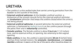 URETHRA
• The urethra is a thin-walled tube that carries urine by peristalsis from the
bladder to the outside of the body.
• Internal urethral sphincter. At the bladder-urethral junction, a
thickening of the smooth muscle forms the internal urethral sphincter,
an involuntary sphincter that keeps the urethra closed when the urine is
not being passed.
• External urethral sphincter. A second sphincter, the external urethral
sphincter, is fashioned by skeletal muscle as the urethra passes through
the pelvic floor and is voluntarily controlled.
• Female urethra. The female urethra is about 3 to 4 cm (1 1/2 inches)
long, and its external orifice, or opening, lies anteriorly to the vaginal
opening.
• Male urethra. In me, the urethra is approximately 20 cm (8 inches) long
and has three named regions: the prostatic, membranous, and spongy
(penile) urethrae; it opens at the tip of the penis after traveling down its
 