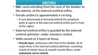 The Human Urinary System. Anatomy and Physiologypptx | PPTX
