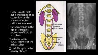 • Ureter is not visible,
but a knowledge of its
course is essential
when looking for
radio-opaque calculi
❑Passes anterior to the
tips of transverse
processes of L2 to L5
vertebrae,
❑anterior to SIJ,
curves laterally at the
ischial spines
❑medially again to the
urinary bladder.
 
