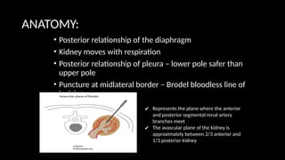 ANATOMY:
• Posterior relationship of the diaphragm
• Kidney moves with respiration
• Posterior relationship of pleura – lower pole safer than
upper pole
• Puncture at midlateral border – Brodel bloodless line of
incision
✔ Represents the plane where the anterior
and posterior segmental renal artery
branches meet
✔ The avascular plane of the kidney is
approximately between 2/3 anterior and
1/3 posterior kidney
 