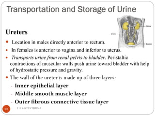Urinary system.pdf. 2025 nursing student | PDF