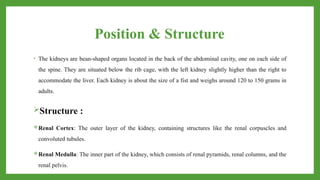 Position & Structure
• The kidneys are bean-shaped organs located in the back of the abdominal cavity, one on each side of
the spine. They are situated below the rib cage, with the left kidney slightly higher than the right to
accommodate the liver. Each kidney is about the size of a fist and weighs around 120 to 150 grams in
adults.
Structure :
Renal Cortex: The outer layer of the kidney, containing structures like the renal corpuscles and
convoluted tubules.
Renal Medulla: The inner part of the kidney, which consists of renal pyramids, renal columns, and the
renal pelvis.
 