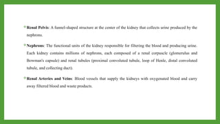 Renal Pelvis: A funnel-shaped structure at the center of the kidney that collects urine produced by the
nephrons.
Nephrons: The functional units of the kidney responsible for filtering the blood and producing urine.
Each kidney contains millions of nephrons, each composed of a renal corpuscle (glomerulus and
Bowman's capsule) and renal tubules (proximal convoluted tubule, loop of Henle, distal convoluted
tubule, and collecting duct).
Renal Arteries and Veins: Blood vessels that supply the kidneys with oxygenated blood and carry
away filtered blood and waste products.
 