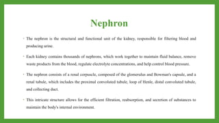 Nephron
• The nephron is the structural and functional unit of the kidney, responsible for filtering blood and
producing urine.
• Each kidney contains thousands of nephrons, which work together to maintain fluid balance, remove
waste products from the blood, regulate electrolyte concentrations, and help control blood pressure.
• The nephron consists of a renal corpuscle, composed of the glomerulus and Bowman's capsule, and a
renal tubule, which includes the proximal convoluted tubule, loop of Henle, distal convoluted tubule,
and collecting duct.
• This intricate structure allows for the efficient filtration, reabsorption, and secretion of substances to
maintain the body's internal environment.
 
