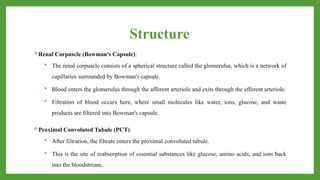 Structure
Renal Corpuscle (Bowman's Capsule):
 The renal corpuscle consists of a spherical structure called the glomerulus, which is a network of
capillaries surrounded by Bowman's capsule.
 Blood enters the glomerulus through the afferent arteriole and exits through the efferent arteriole.
 Filtration of blood occurs here, where small molecules like water, ions, glucose, and waste
products are filtered into Bowman's capsule.
Proximal Convoluted Tubule (PCT):
 After filtration, the filtrate enters the proximal convoluted tubule.
 This is the site of reabsorption of essential substances like glucose, amino acids, and ions back
into the bloodstream.
 
