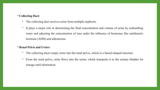 Collecting Duct:
 The collecting duct receives urine from multiple nephrons.
 It plays a major role in determining the final concentration and volume of urine by reabsorbing
water and adjusting the concentration of ions under the influence of hormones like antidiuretic
hormone (ADH) and aldosterone.
Renal Pelvis and Ureter:
 The collecting ducts empty urine into the renal pelvis, which is a funnel-shaped structure.
 From the renal pelvis, urine flows into the ureter, which transports it to the urinary bladder for
storage until elimination.
 
