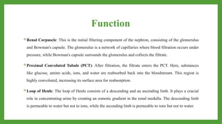 Function
Renal Corpuscle: This is the initial filtering component of the nephron, consisting of the glomerulus
and Bowman's capsule. The glomerulus is a network of capillaries where blood filtration occurs under
pressure, while Bowman's capsule surrounds the glomerulus and collects the filtrate.
Proximal Convoluted Tubule (PCT): After filtration, the filtrate enters the PCT. Here, substances
like glucose, amino acids, ions, and water are reabsorbed back into the bloodstream. This region is
highly convoluted, increasing its surface area for reabsorption.
Loop of Henle: The loop of Henle consists of a descending and an ascending limb. It plays a crucial
role in concentrating urine by creating an osmotic gradient in the renal medulla. The descending limb
is permeable to water but not to ions, while the ascending limb is permeable to ions but not to water.
 
