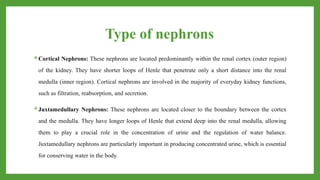 Type of nephrons
Cortical Nephrons: These nephrons are located predominantly within the renal cortex (outer region)
of the kidney. They have shorter loops of Henle that penetrate only a short distance into the renal
medulla (inner region). Cortical nephrons are involved in the majority of everyday kidney functions,
such as filtration, reabsorption, and secretion.
Juxtamedullary Nephrons: These nephrons are located closer to the boundary between the cortex
and the medulla. They have longer loops of Henle that extend deep into the renal medulla, allowing
them to play a crucial role in the concentration of urine and the regulation of water balance.
Juxtamedullary nephrons are particularly important in producing concentrated urine, which is essential
for conserving water in the body.
 