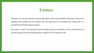 Ureters
• The ureter is a muscular tube that connects the kidneys to the urinary bladder. Its primary function is to
transport urine produced by the kidneys from the renal pelvis to the bladder for storage until it is
excreted from the body during urination.
• The ureter is lined with specialized cells that help prevent the backflow of urine and facilitate the
smooth passage of urine through peristaltic contractions of its muscular walls.
 
