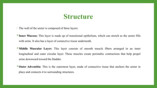 Structure
• The wall of the ureter is composed of three layers:
Inner Mucosa: This layer is made up of transitional epithelium, which can stretch as the ureter fills
with urine. It also has a layer of connective tissue underneath.
Middle Muscular Layer: This layer consists of smooth muscle fibers arranged in an inner
longitudinal and outer circular layer. These muscles create peristaltic contractions that help propel
urine downward toward the bladder.
Outer Adventitia: This is the outermost layer, made of connective tissue that anchors the ureter in
place and connects it to surrounding structures.
 