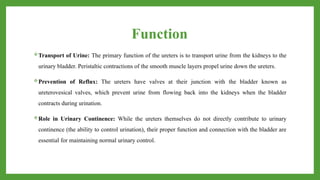 Function
Transport of Urine: The primary function of the ureters is to transport urine from the kidneys to the
urinary bladder. Peristaltic contractions of the smooth muscle layers propel urine down the ureters.
Prevention of Reflux: The ureters have valves at their junction with the bladder known as
ureterovesical valves, which prevent urine from flowing back into the kidneys when the bladder
contracts during urination.
Role in Urinary Continence: While the ureters themselves do not directly contribute to urinary
continence (the ability to control urination), their proper function and connection with the bladder are
essential for maintaining normal urinary control.
 