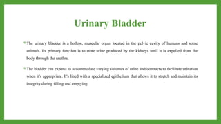 Urinary Bladder
The urinary bladder is a hollow, muscular organ located in the pelvic cavity of humans and some
animals. Its primary function is to store urine produced by the kidneys until it is expelled from the
body through the urethra.
The bladder can expand to accommodate varying volumes of urine and contracts to facilitate urination
when it's appropriate. It's lined with a specialized epithelium that allows it to stretch and maintain its
integrity during filling and emptying.
 
