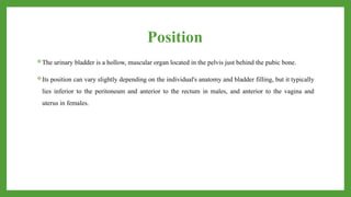 Position
The urinary bladder is a hollow, muscular organ located in the pelvis just behind the pubic bone.
Its position can vary slightly depending on the individual's anatomy and bladder filling, but it typically
lies inferior to the peritoneum and anterior to the rectum in males, and anterior to the vagina and
uterus in females.
 