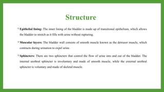 Structure
Epithelial lining: The inner lining of the bladder is made up of transitional epithelium, which allows
the bladder to stretch as it fills with urine without rupturing.
Muscular layers: The bladder wall consists of smooth muscle known as the detrusor muscle, which
contracts during urination to expel urine.
Sphincters: There are two sphincters that control the flow of urine into and out of the bladder. The
internal urethral sphincter is involuntary and made of smooth muscle, while the external urethral
sphincter is voluntary and made of skeletal muscle.
 