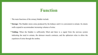 Function
• The main functions of the urinary bladder include:
Storage: The bladder stores urine produced by the kidneys until it is convenient to urinate. Its elastic
walls expand to accommodate increasing volumes of urine.
Voiding: When the bladder is sufficiently filled and there is a signal from the nervous system
indicating the need to urinate, the detrusor muscle contracts, and the sphincters relax to allow the
expulsion of urine through the urethra.
 