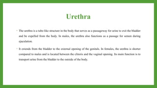 Urethra
• The urethra is a tube-like structure in the body that serves as a passageway for urine to exit the bladder
and be expelled from the body. In males, the urethra also functions as a passage for semen during
ejaculation.
• It extends from the bladder to the external opening of the genitals. In females, the urethra is shorter
compared to males and is located between the clitoris and the vaginal opening. Its main function is to
transport urine from the bladder to the outside of the body.
 