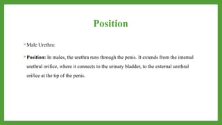 Position
Male Urethra:
Position: In males, the urethra runs through the penis. It extends from the internal
urethral orifice, where it connects to the urinary bladder, to the external urethral
orifice at the tip of the penis.
 