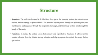 Structure
• Structure: The male urethra can be divided into three parts: the prostatic urethra, the membranous
urethra, and the spongy or penile urethra. The prostatic urethra passes through the prostate gland, the
membranous urethra passes through the urogenital diaphragm, and the spongy urethra runs through the
length of the penis.
• Functions: In males, the urethra serves both urinary and reproductive functions. It allows for the
passage of urine from the bladder during urination and also serves as the conduit for semen during
ejaculation.
 
