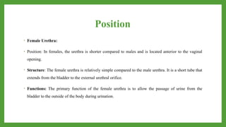 Position
• Female Urethra:
• Position: In females, the urethra is shorter compared to males and is located anterior to the vaginal
opening.
• Structure: The female urethra is relatively simple compared to the male urethra. It is a short tube that
extends from the bladder to the external urethral orifice.
• Functions: The primary function of the female urethra is to allow the passage of urine from the
bladder to the outside of the body during urination.
 