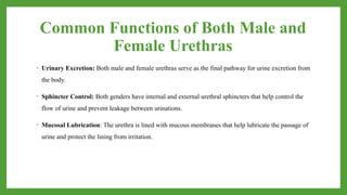 Common Functions of Both Male and
Female Urethras
• Urinary Excretion: Both male and female urethras serve as the final pathway for urine excretion from
the body.
• Sphincter Control: Both genders have internal and external urethral sphincters that help control the
flow of urine and prevent leakage between urinations.
• Mucosal Lubrication: The urethra is lined with mucous membranes that help lubricate the passage of
urine and protect the lining from irritation.
 