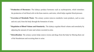 Production of Hormones: The kidneys produce hormones such as erythropoietin, which stimulates
the production of red blood cells in the bone marrow, and renin, which helps regulate blood pressure.
Excretion of Metabolic Waste: The urinary system removes metabolic waste products, such as urea
and uric acid, from the body through the formation of urine.
Regulation of Blood Volume and Osmolarity: The kidneys regulate blood volume and osmolarity by
adjusting the amount of water and solutes excreted in urine.
Detoxification: The urinary system helps remove toxins and drugs from the body by filtering them out
of the bloodstream and excreting them in urine.
 
