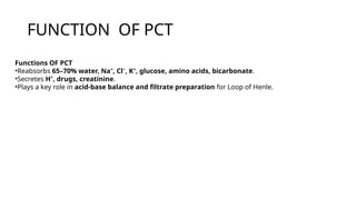 Pct Cd Function URINARY SYSTEM.BY Dr. DEEPAK KUMAR CHOUDHARY | PPTX