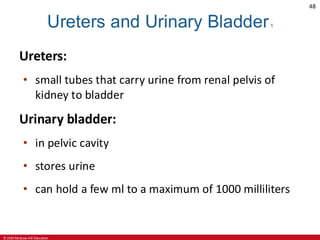 Urinary System.pdf jfsjnfjsnfjsnsfjnfnfn | PDF