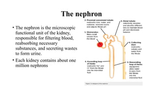 The urinary system is responsible for the formation, storage, and ...