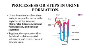 The urinary system is responsible for the formation, storage, and ...