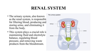 The urinary system is responsible for the formation, storage, and ...