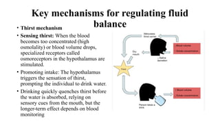The urinary system is responsible for the formation, storage, and ...
