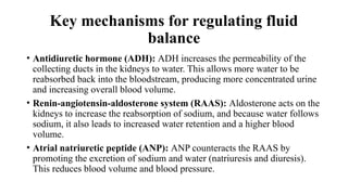 The urinary system is responsible for the formation, storage, and ...