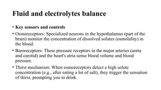 The urinary system is responsible for the formation, storage, and ...