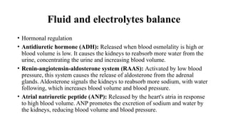 The urinary system is responsible for the formation, storage, and ...