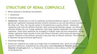 STRUCTURE OF RENAL CORPUSCLE
 Renal corpuscle is formed by two portions:
 1. Glomerulus
 2. Bowman capsule.
 Glomerulus: Glomerulus is a tuft of capillaries enclosed by Bowman capsule. It consists of
glomerular capillaries interposed between afferent arteriole on one end and efferent arteriole on
the other end. Thus, the vascular system in the glomerulus is purely arterial . Glomerular
capillaries arise from the afferent arteriole. After entering the Bowman capsule, the afferent
arteriole divides into 4 or 5 large capillaries. Each large capillary subdivides into many small
capillaries. These small capillaries are arranged in irregular loops and form anastomosis. All the
smaller capillaries finally reunite to form the efferent arteriole, which leaves the Bowman
capsule. Diameter of the efferent arteriole is less than that of afferent arteriole. This difference
in diameter has got functional significance.
 Functional histology
 Glomerular capillaries are made up of single layer of endothelial cells, which are attached to a
basement membrane. Endothelium has many pores called fenestrae or filtration pores.
Diameter of each pore is 0.1 μ. Presence of the fenestra is the evidence of the filtration function
of the glomerulus.
 