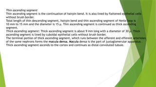 Thin ascending segment
Thin ascending segment is the continuation of hairpin bend. It is also lined by flattened epithelial cells
without brush border.
Total length of thin descending segment, hairpin bend and thin ascending segment of Henle loop is
10 mm to 15 mm and the diameter is 15 μ. Thin ascending segment is continued as thick ascending
segment.
Thick ascending segment: Thick ascending segment is about 9 mm long with a diameter of 30 μ. Thick
ascending segment is lined by cuboidal epithelial cells without brush border.
The terminal portion of thick ascending segment, which runs between the afferent and efferent arterioles
of the same nephrons forms the macula densa. Macula densa is the part of juxtaglomerular apparatus .
Thick ascending segment ascends to the cortex and continues as distal convoluted tubule.
 