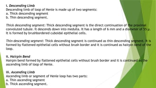 i. Descending Limb
Descending limb of loop of Henle is made up of two segments:
a. Thick descending segment
b. Thin descending segment.
Thick descending segment: Thick descending segment is the direct continuation of the proximal
convoluted tubule. It descends down into medulla. It has a length of 6 mm and a diameter of 55 μ.
It is formed by brushbordered cuboidal epithelial cells.
Thin descending segment: Thick descending segment is continued as thin descending segment. It is
formed by flattened epithelial cells without brush border and it is continued as hairpin bend of the
loop.
ii. Hairpin Bend
Hairpin bend formed by flattened epithelial cells without brush border and it is continued as the
ascending limb of loop of Henle.
iii. Ascending Limb
Ascending limb or segment of Henle loop has two parts:
a. Thin ascending segment
b. Thick ascending segment.
 