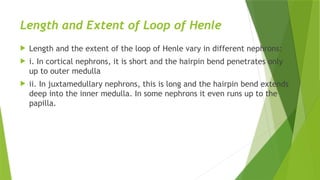 Length and Extent of Loop of Henle
 Length and the extent of the loop of Henle vary in different nephrons:
 i. In cortical nephrons, it is short and the hairpin bend penetrates only
up to outer medulla
 ii. In juxtamedullary nephrons, this is long and the hairpin bend extends
deep into the inner medulla. In some nephrons it even runs up to the
papilla.
 