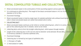 DISTAL CONVOLUTED TUBULE AND COLLECTING DUCT
 Distal convoluted tubule is the continuation of thick ascending segment and occupies the cortex of kidney.
 It is continued as collecting duct. The length of the distal convoluted tubule is 14.5 to 15 mm. It has a
diameter of 22 to 50 μ.
 Functional histology
 Distal convoluted tubule is lined by single layer of cuboidal epithelial cells without brush border. Epithelial
cells in distal convoluted tubule are called intercalated cells (I cells).
 COLLECTING DUCT
 Distal convoluted tubule continues as the initial or arched collecting duct, which is in cortex. The lower
part of the collecting duct lies in medulla. Seven to ten initial
 collecting ducts unite to form the straight collecting duct, which passes through medulla.
 Length of the collecting duct is 20 to 22 mm and its diameter varies between 40 and 200 μ. Collecting duct
is formed by cuboidal or columnar epithelial cells.
 Functional histology
 Collecting duct is formed by two types of epithelial cells:
 1. Principal or P cells
 2. Intercalated or I cells.
 